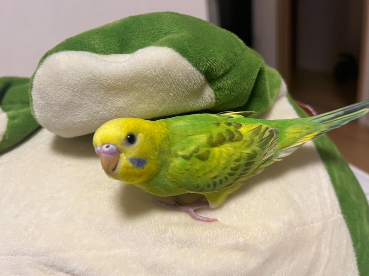 ちゅんちゃん ちゅんちゃん