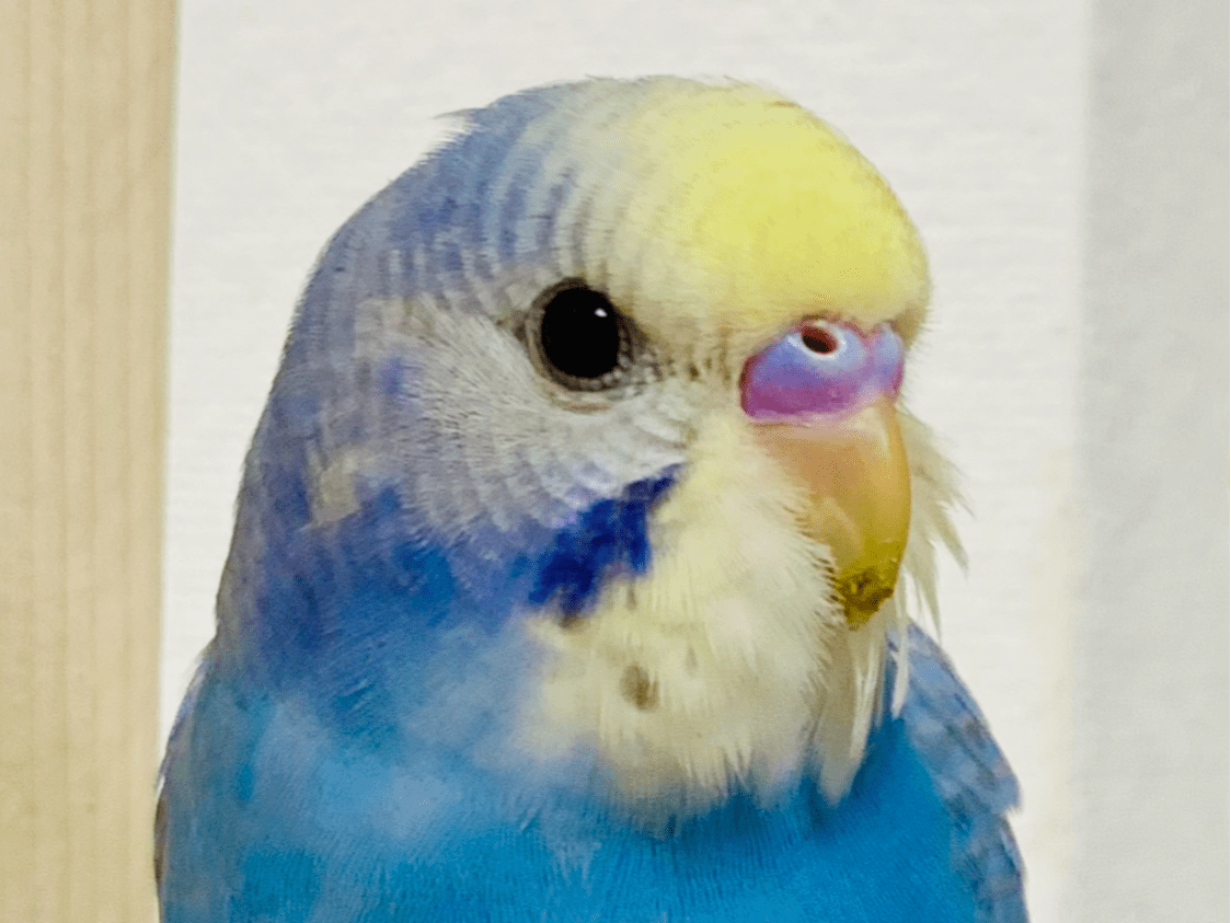 サンちゃん サンちゃん
