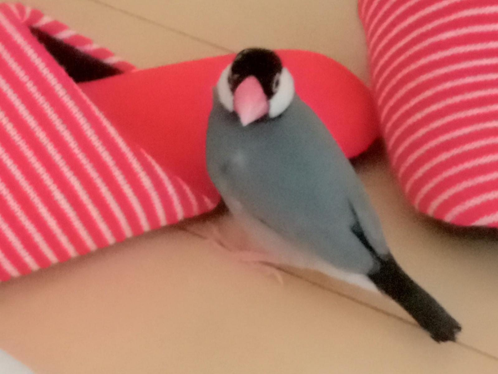 千代ちゃん 千代ちゃん