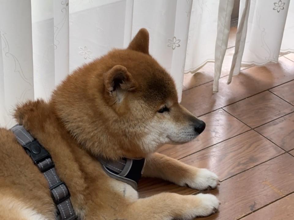 かなたちゃん かなたちゃん