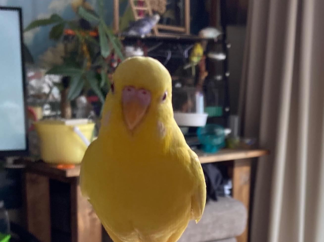 ぴーにゃちゃん ぴーにゃちゃん