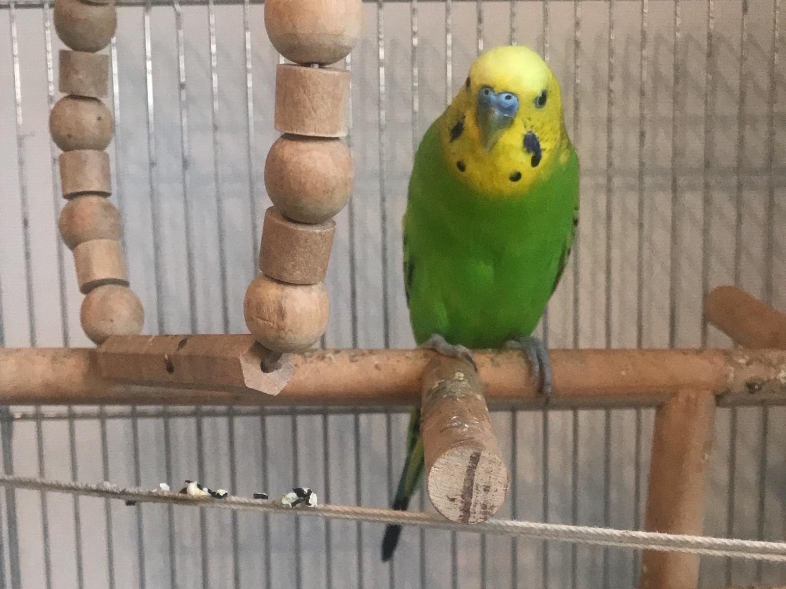 はなちゃん はなちゃん
