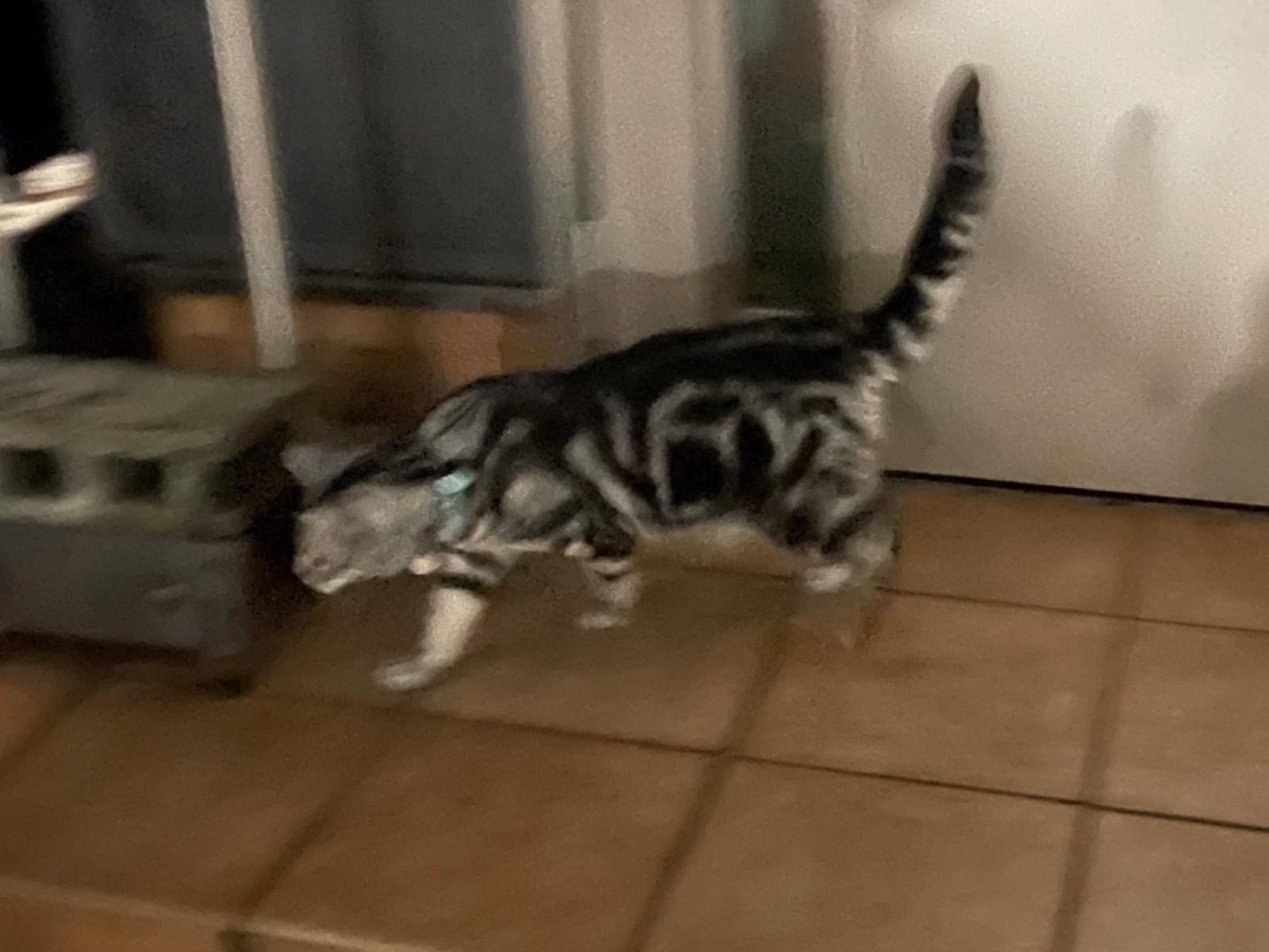 目撃された猫 目撃された猫