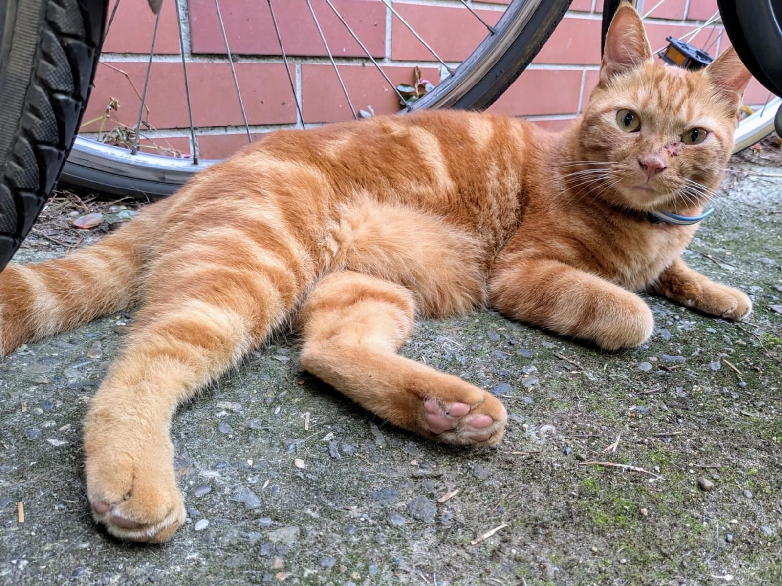 目撃された猫 目撃された猫