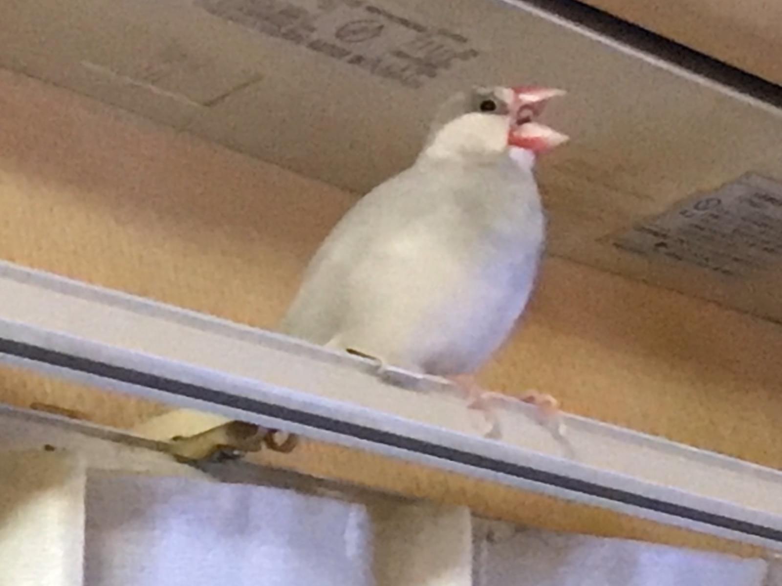 とんとんちゃん とんとんちゃん