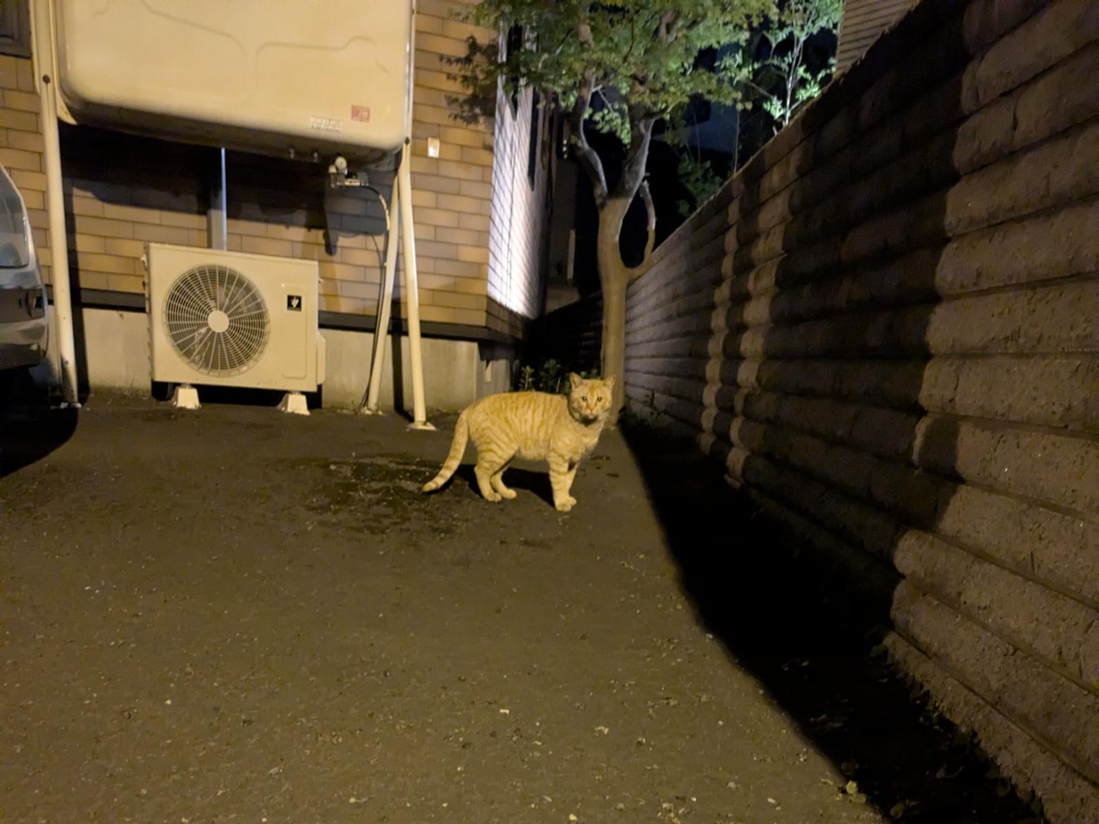目撃された猫