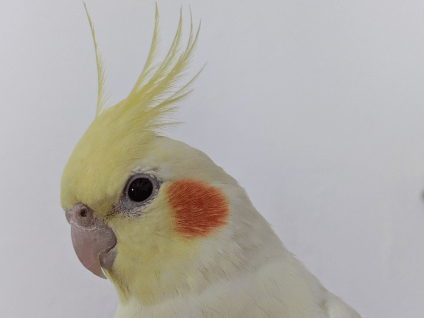 リリーちゃん リリーちゃん
