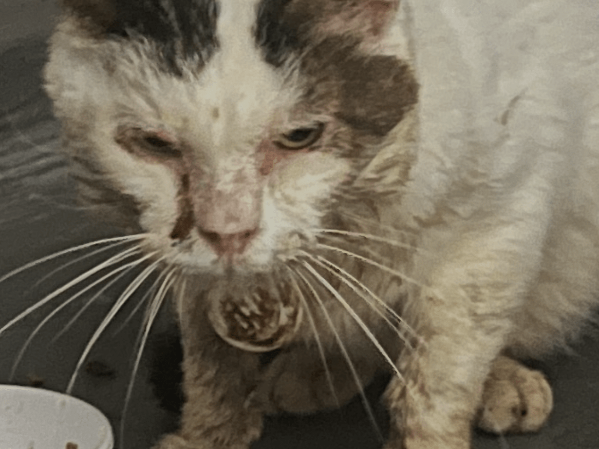 保護された猫