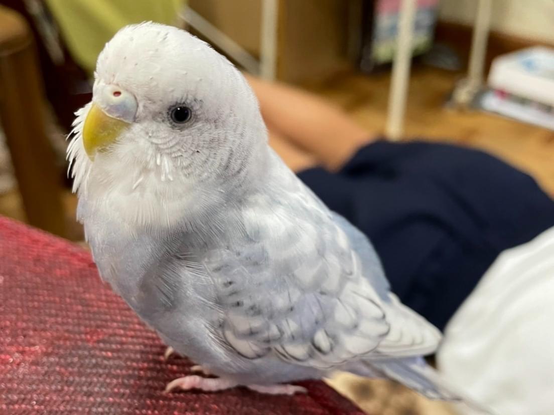 ふくちゃん ふくちゃん