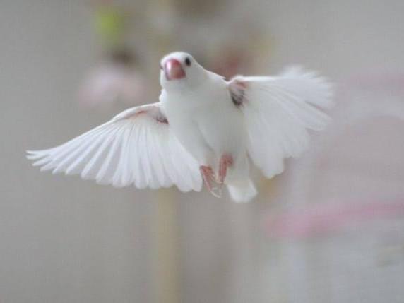 ふくちゃん ふくちゃん