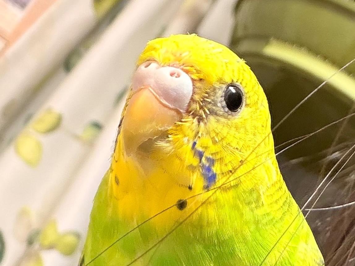 あおくんちゃん あおくんちゃん