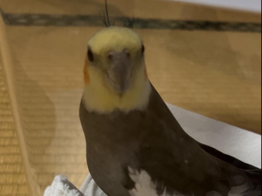 保護された鳥 保護された鳥