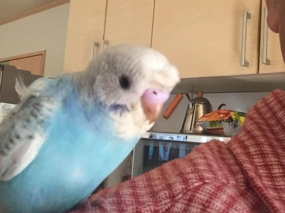 お主ちゃん お主ちゃん