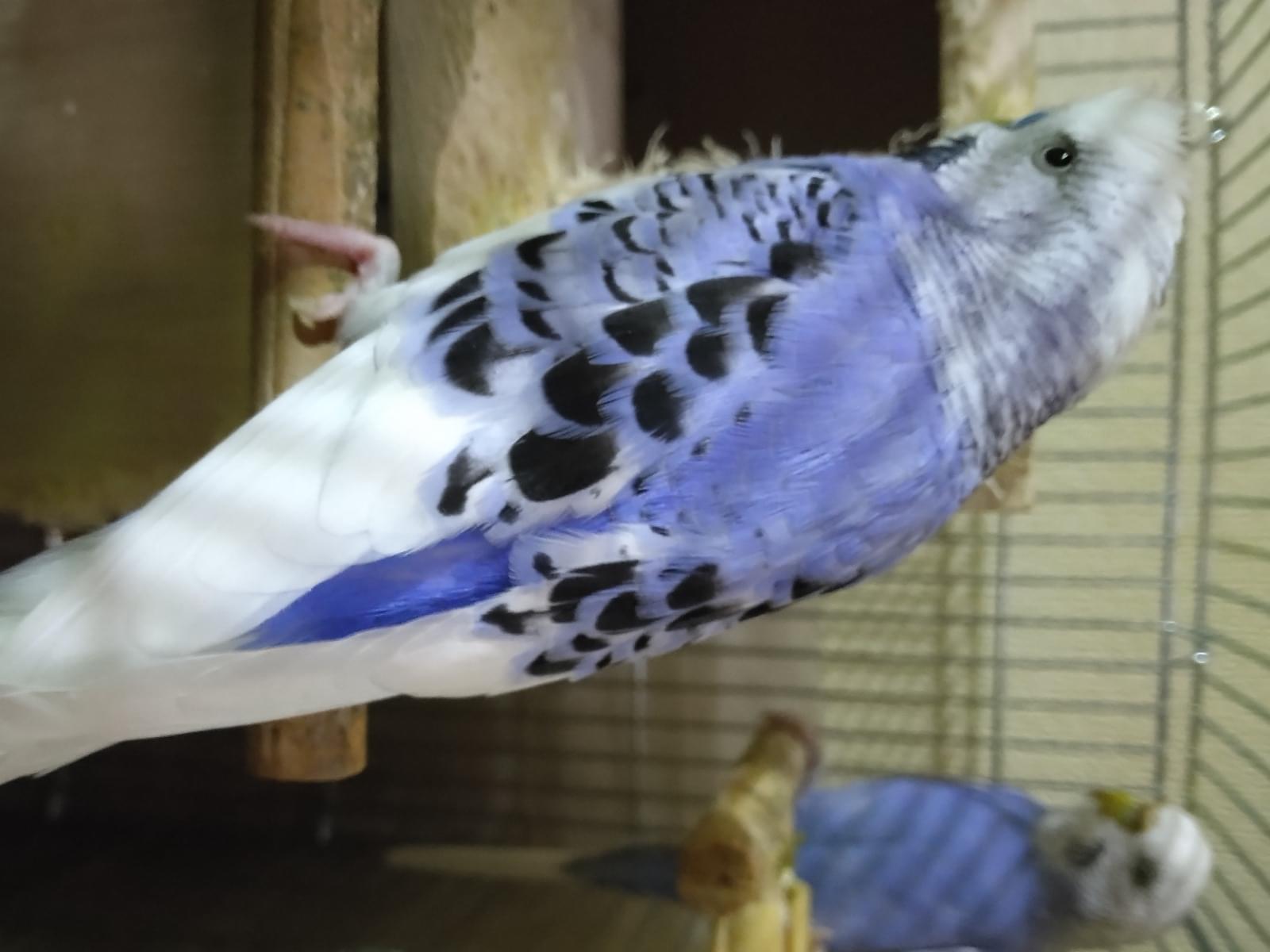 ピースちゃん ピースちゃん