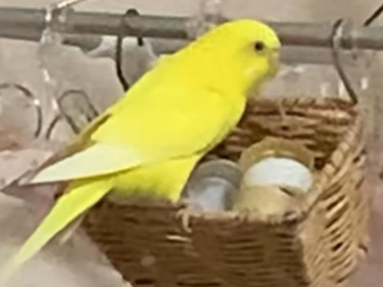 ぴよちゃん