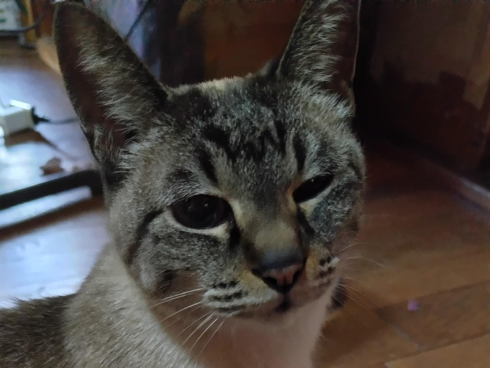 クッキーちゃん