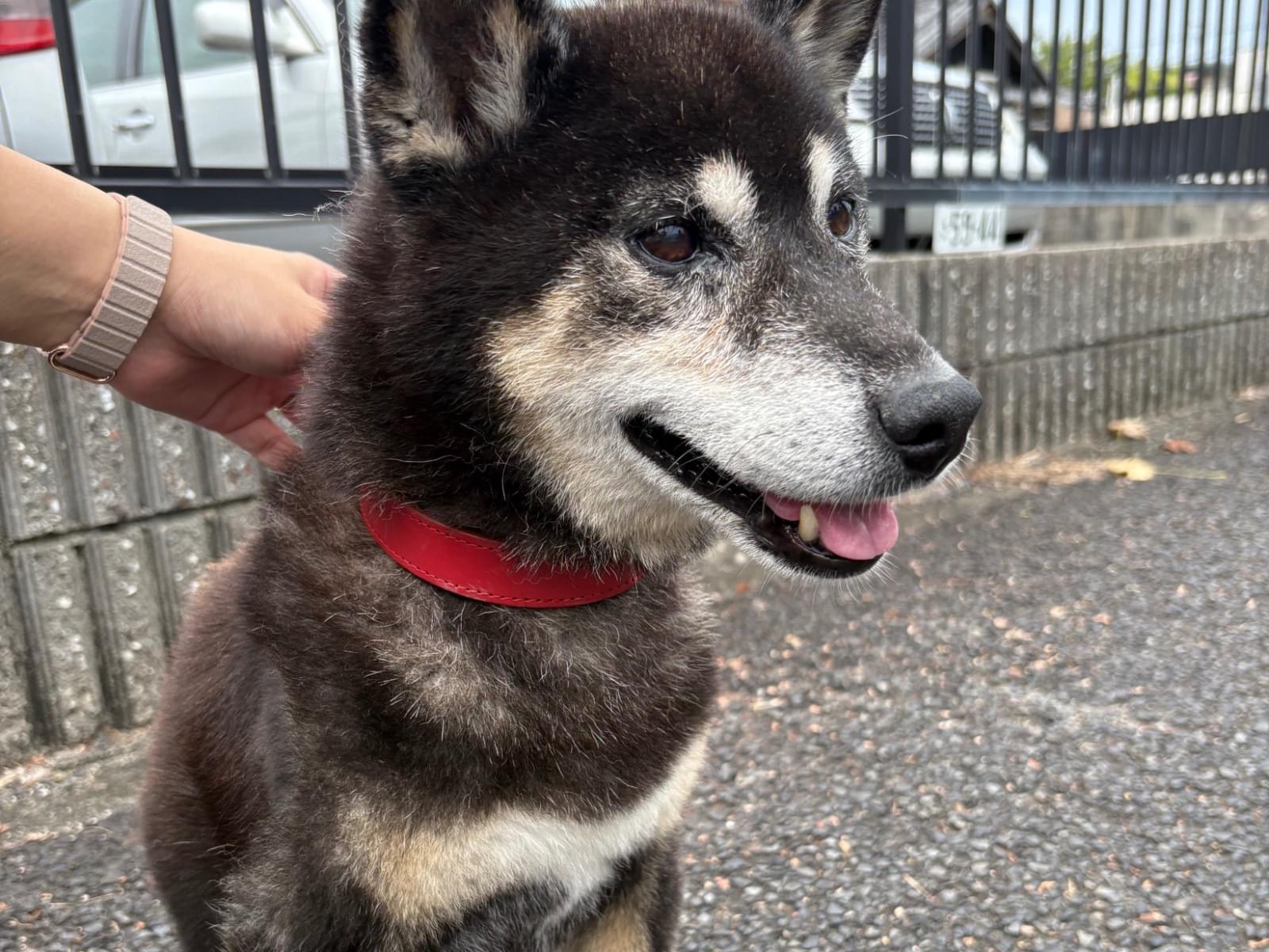保護された犬 保護された犬