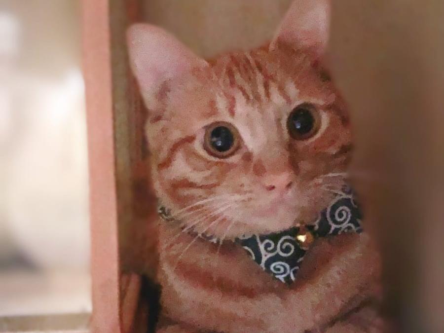 -ちゃん -ちゃん