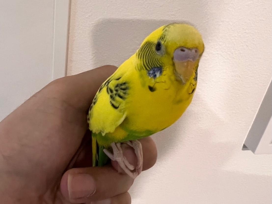 保護された鳥 保護された鳥