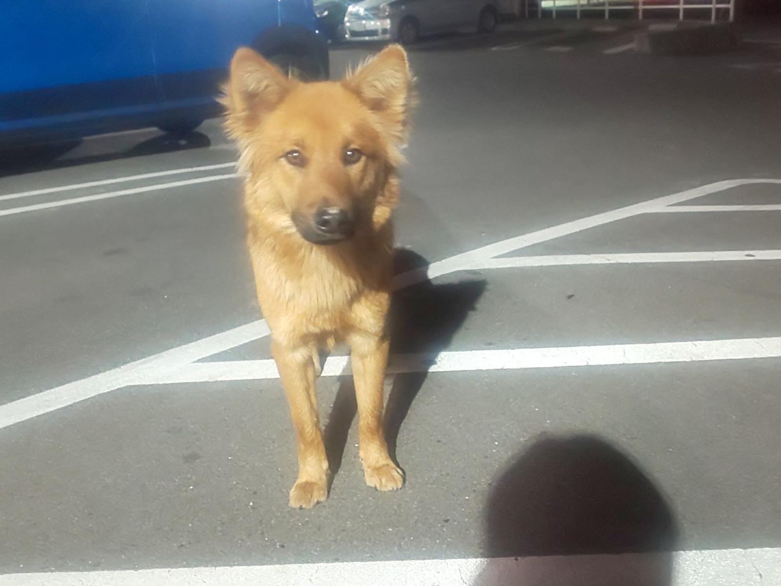 目撃された犬 目撃された犬