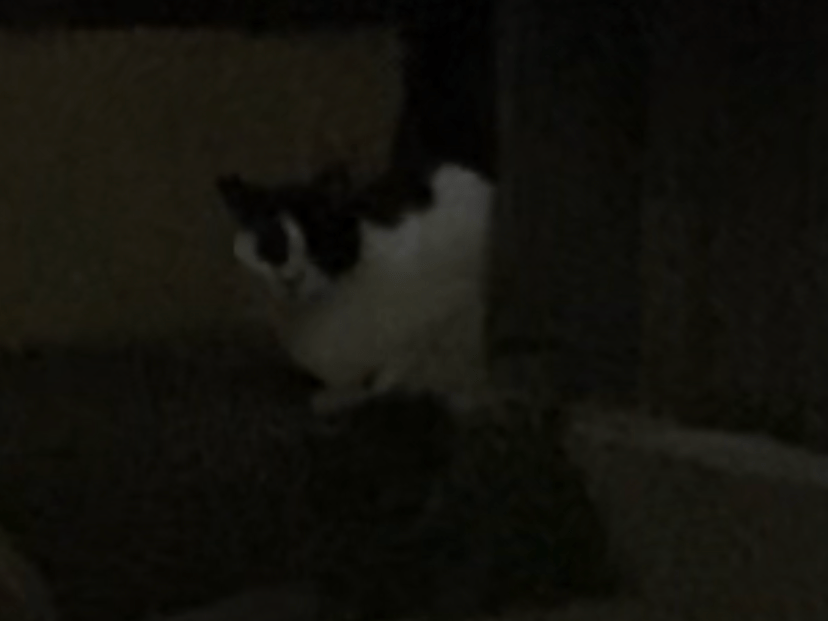 目撃された猫 目撃された猫