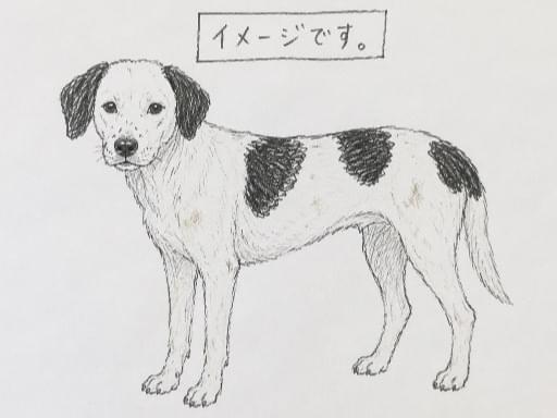 目撃された犬