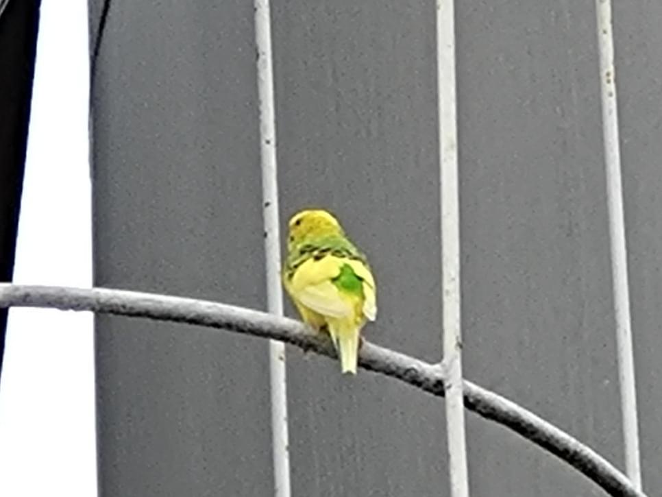 目撃された鳥 目撃された鳥