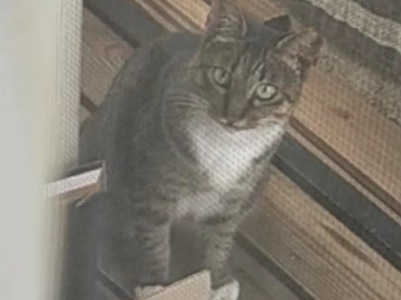 目撃された猫 目撃された猫