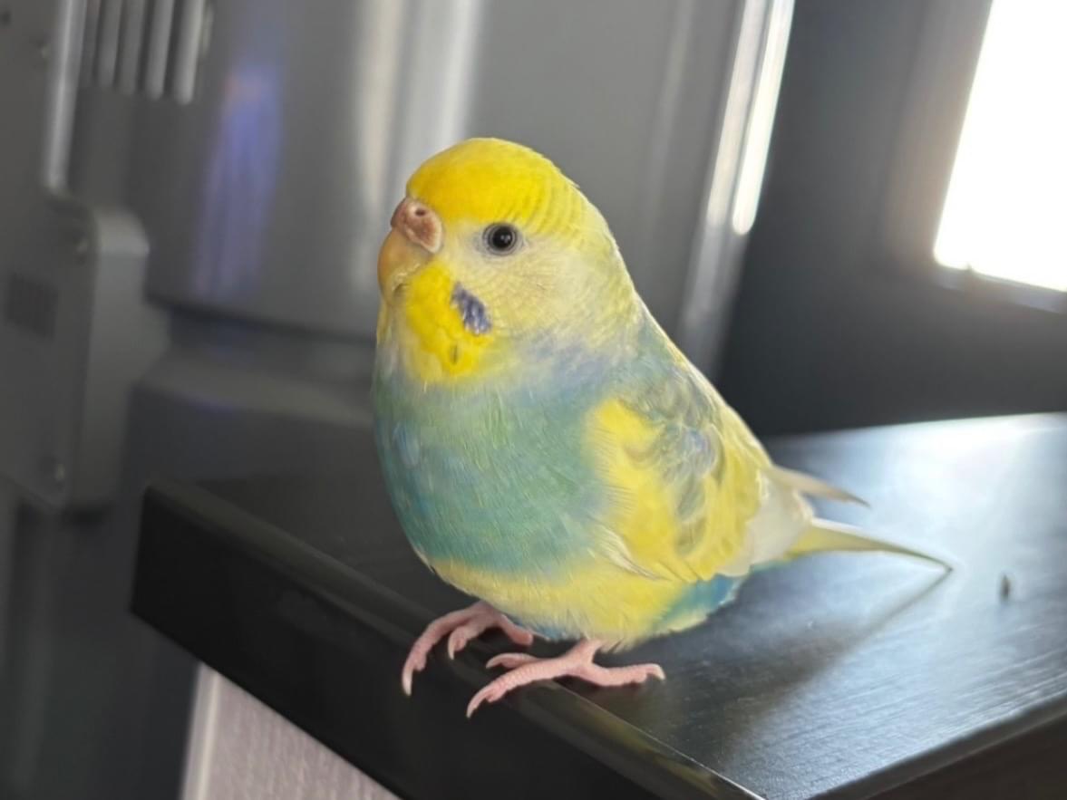 はるちゃん