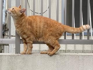 ぶんちゃん ぶんちゃん