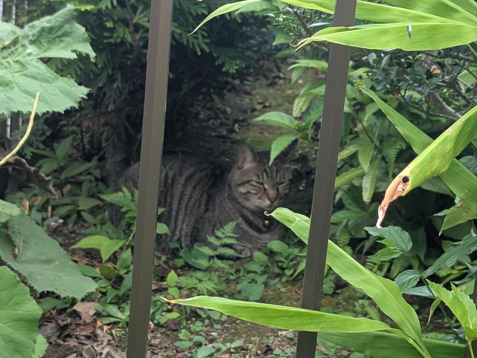 目撃された猫 目撃された猫
