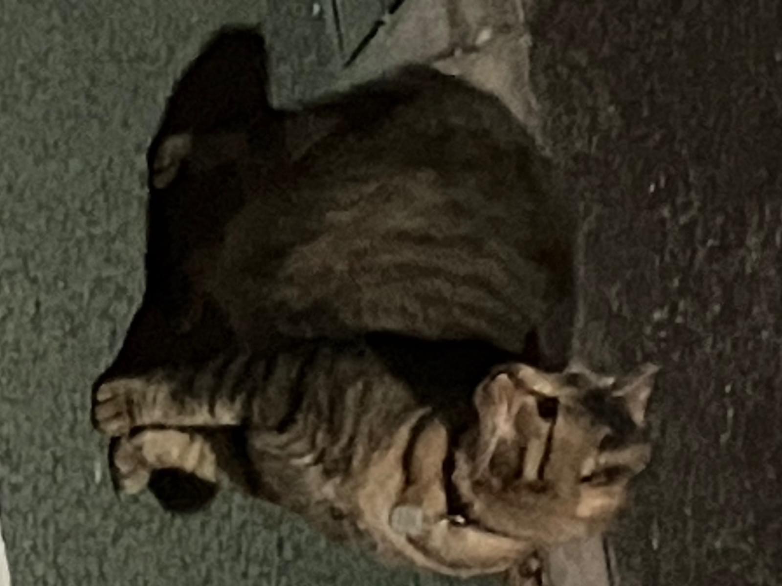 目撃された猫 目撃された猫