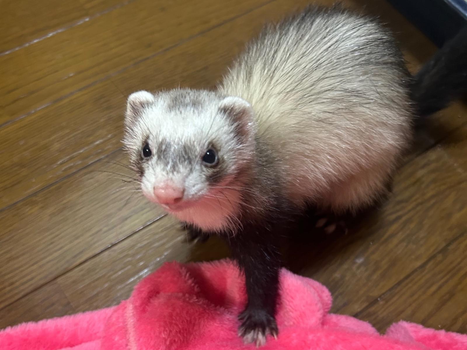 シェリ太郎ちゃん シェリ太郎ちゃん