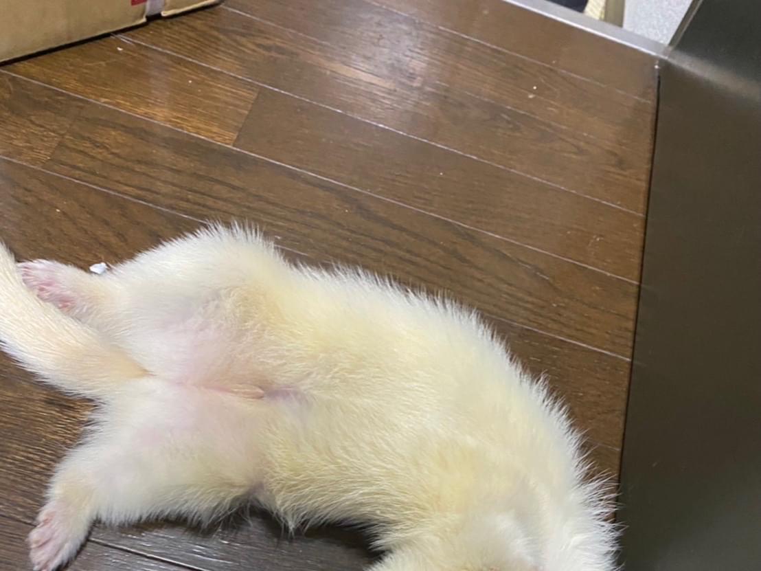 もちたちゃん もちたちゃん