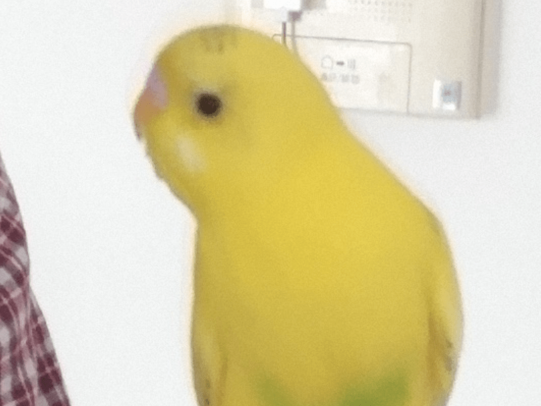 ピッピちゃん ピッピちゃん