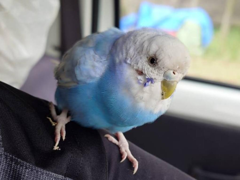 保護された鳥 保護された鳥