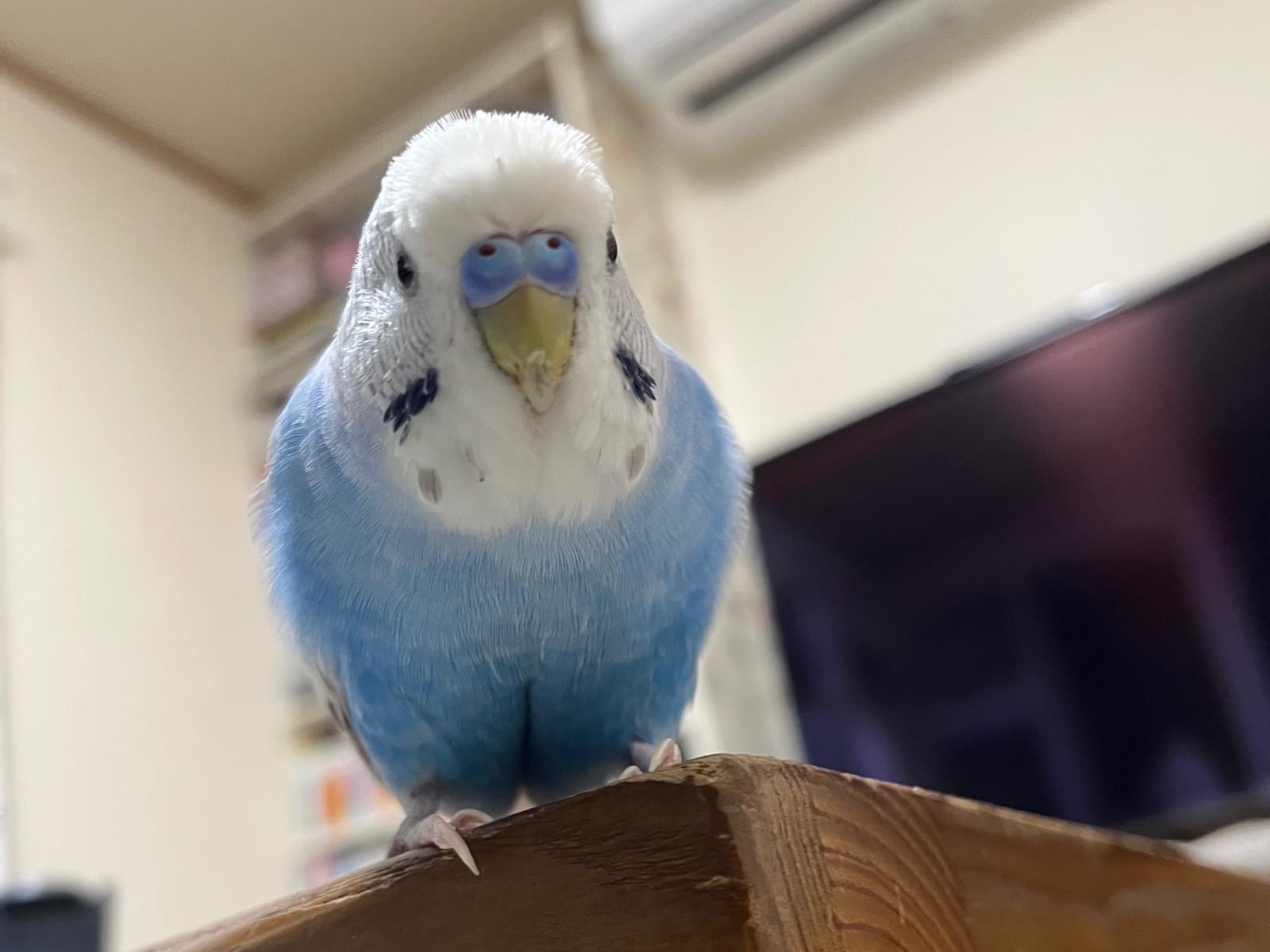 風丸ちゃん 風丸ちゃん