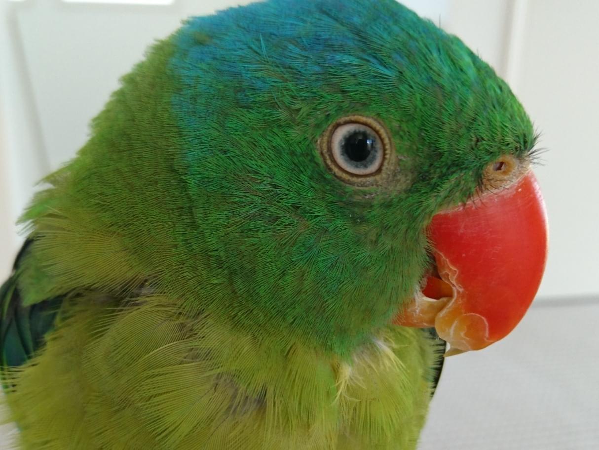 ニケちゃん ニケちゃん