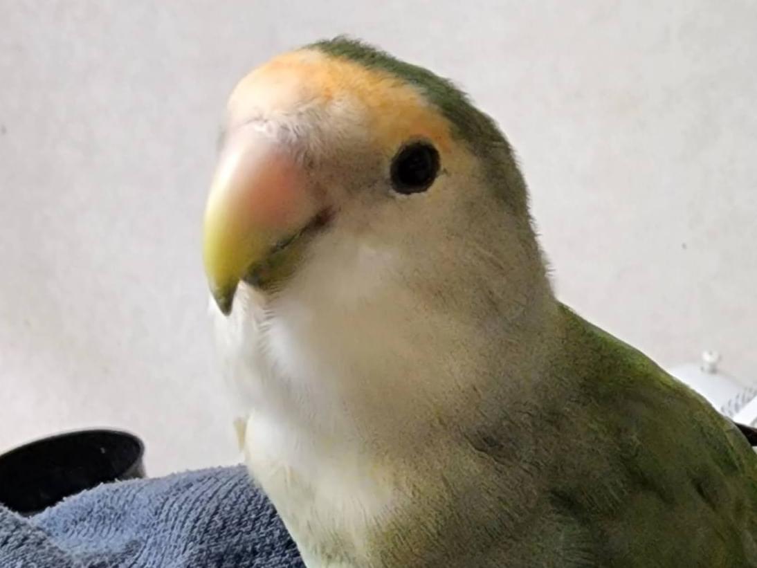 ベニちゃん ベニちゃん