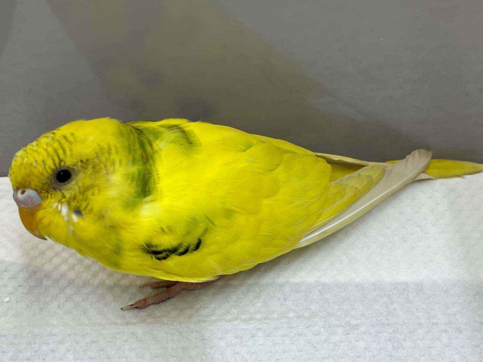 保護された鳥 保護された鳥
