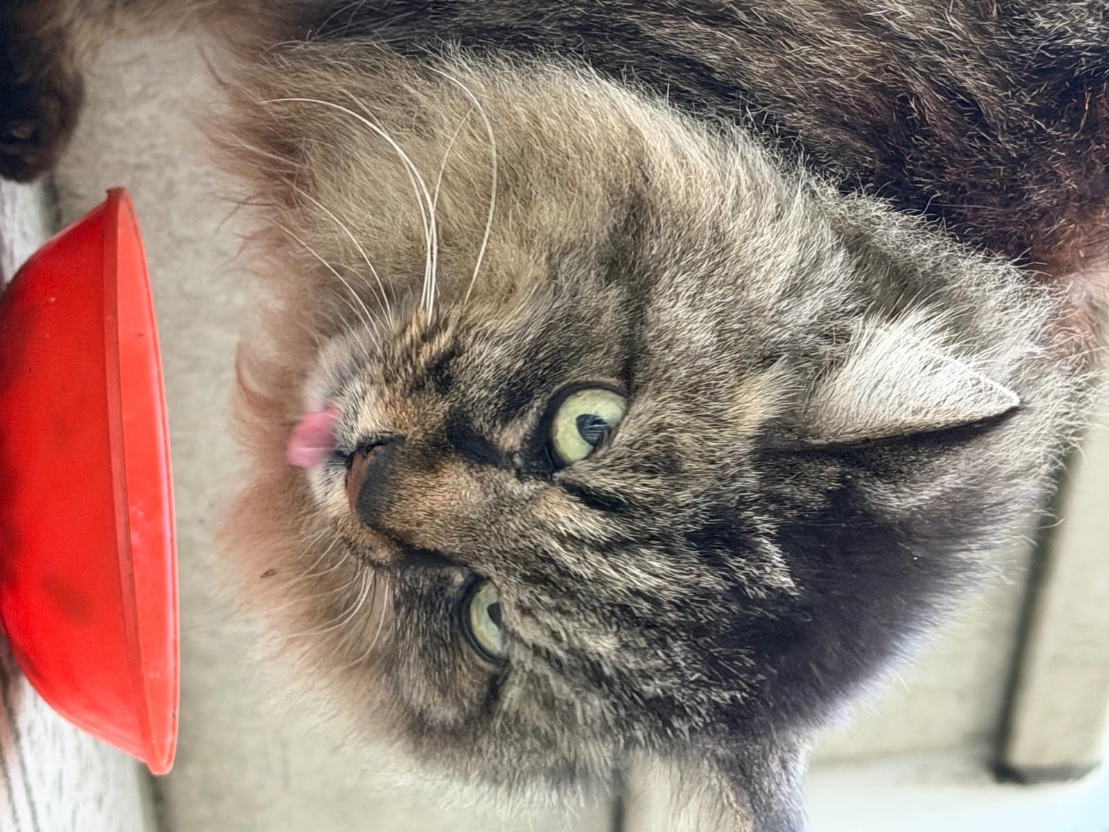 目撃された猫 目撃された猫