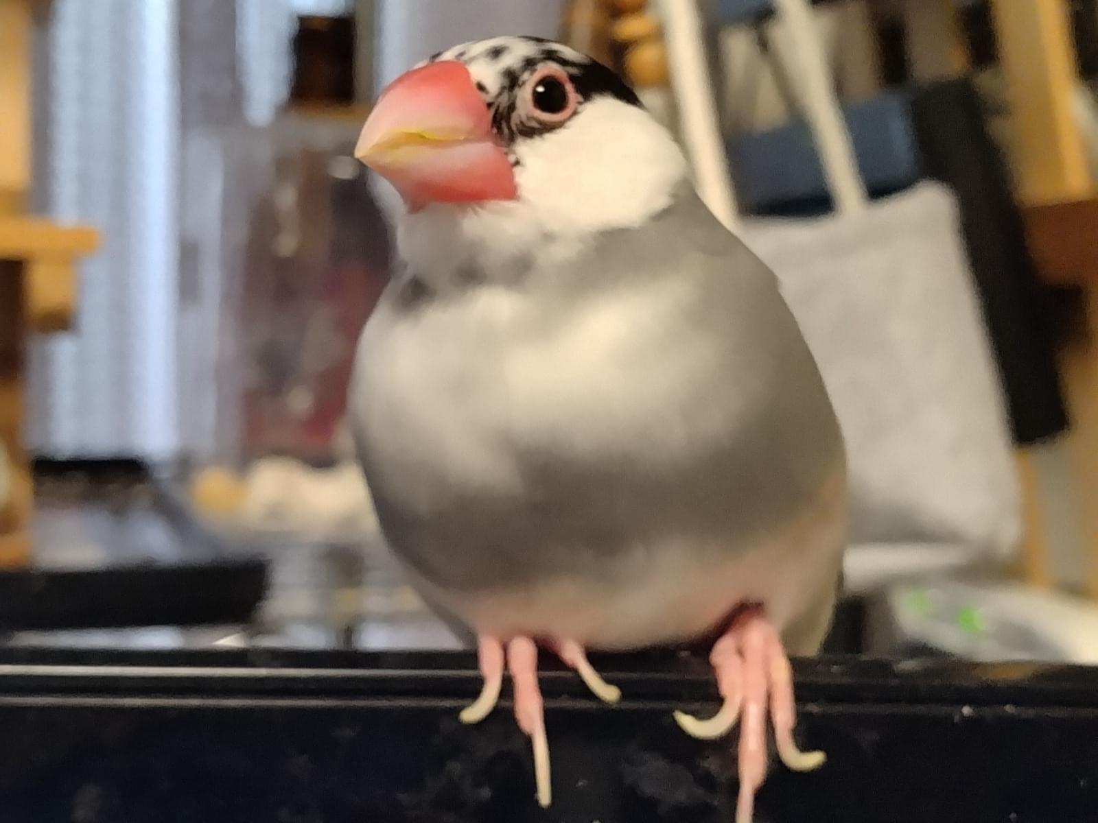 ふぶきちゃん ふぶきちゃん
