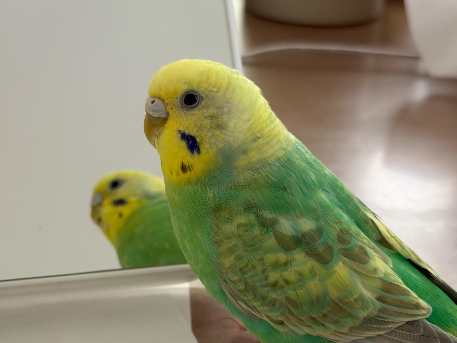 ピノコちゃん