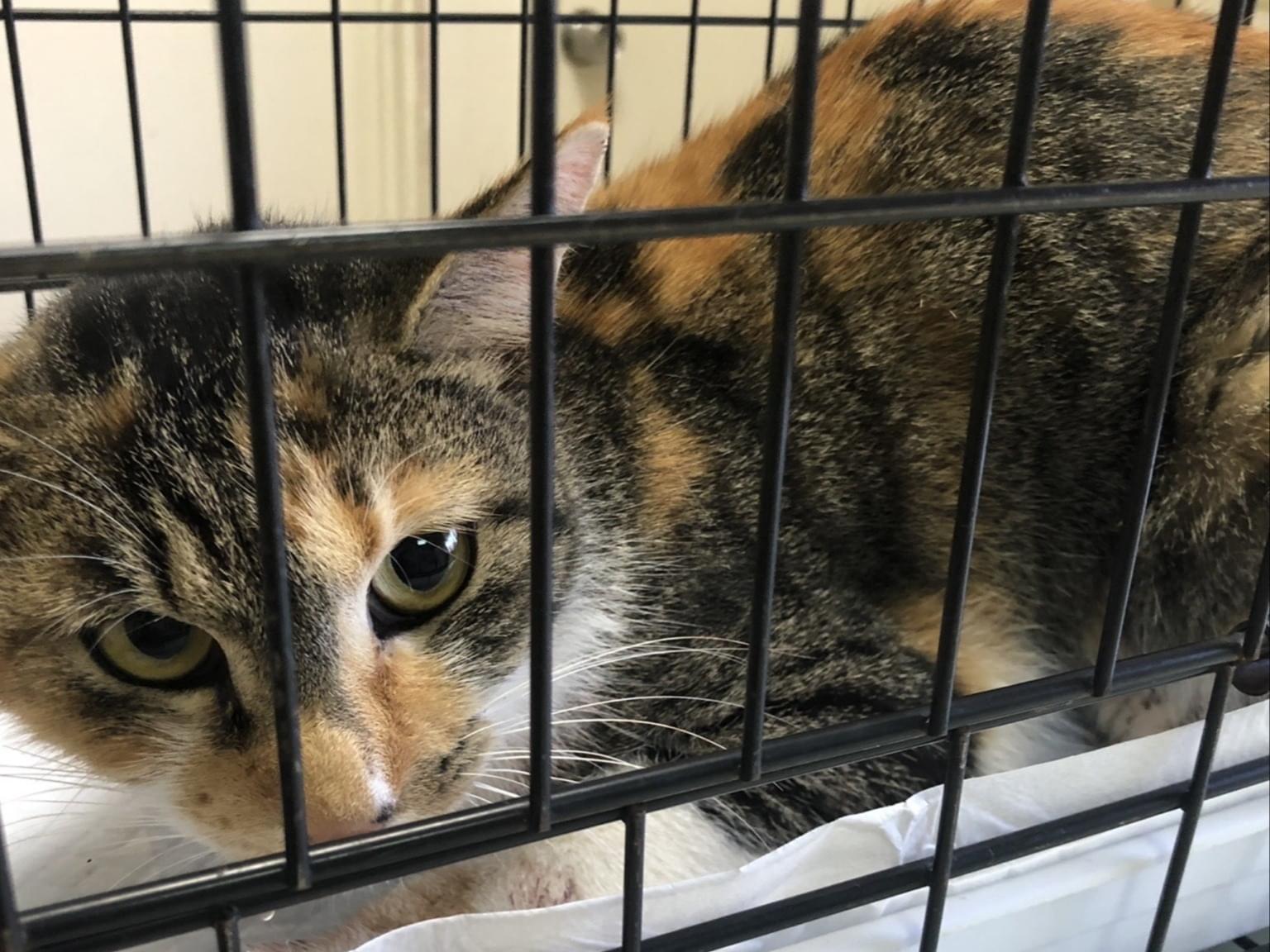 保護された猫 保護された猫