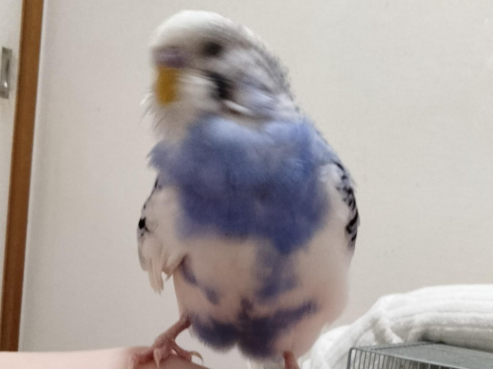 保護された鳥 保護された鳥