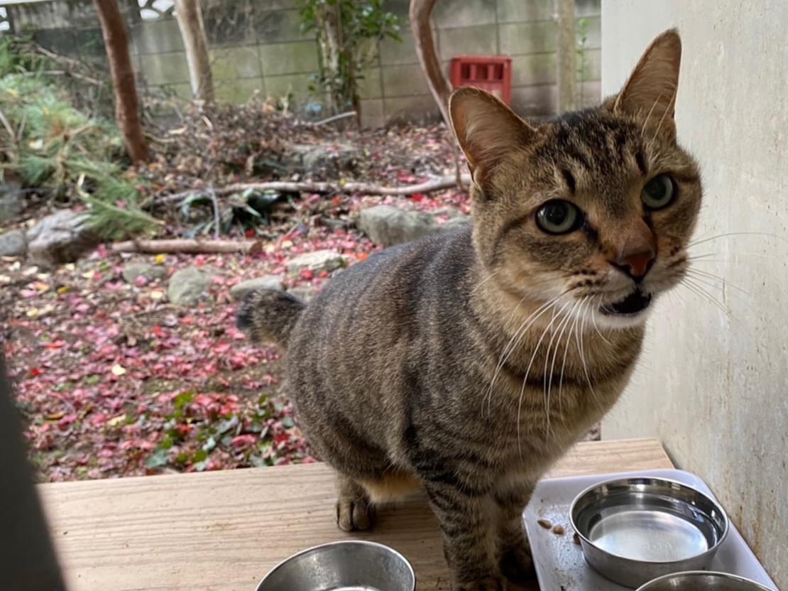 目撃された猫 目撃された猫