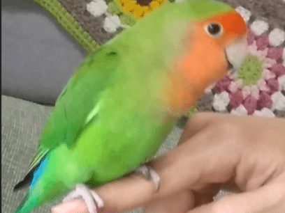 よもぎちゃん