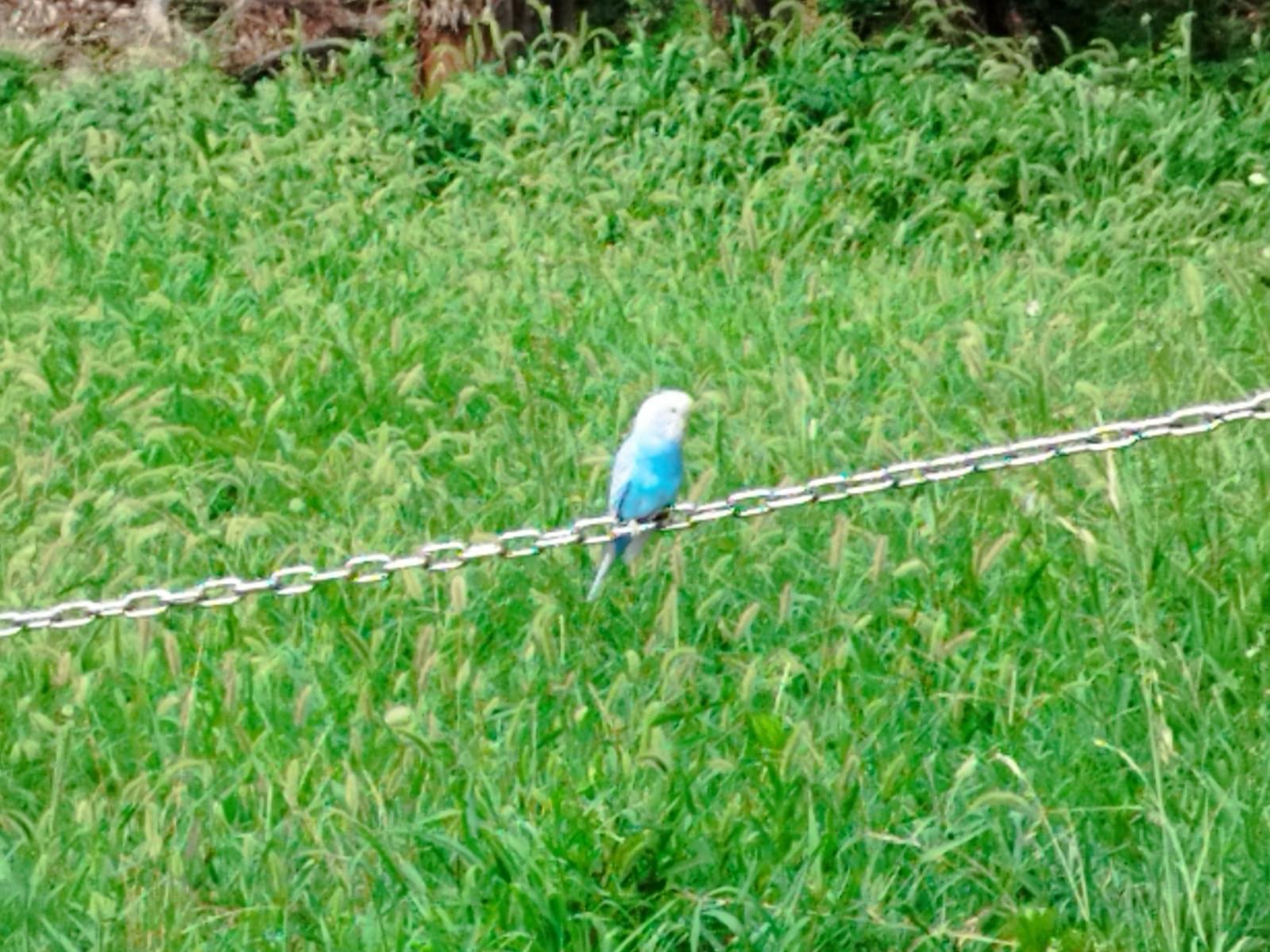 目撃された鳥 目撃された鳥