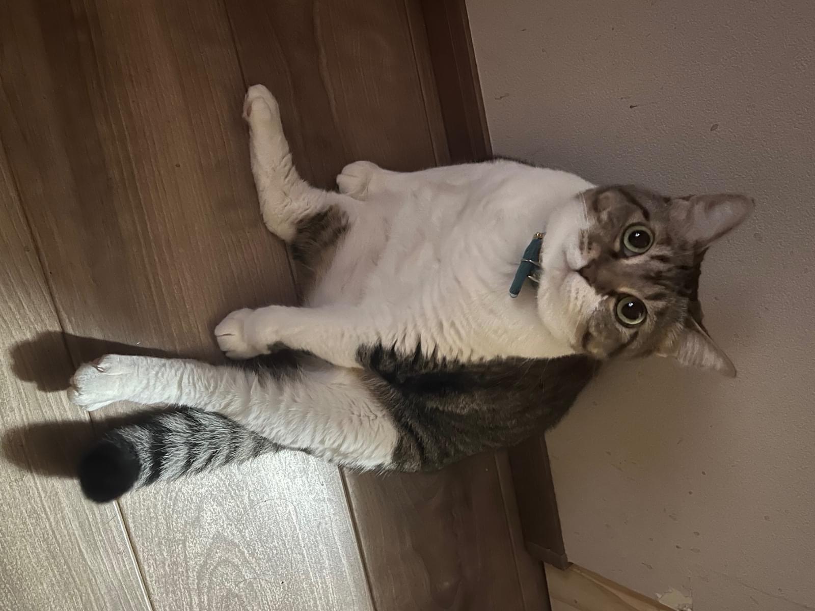 みんとちゃん みんとちゃん