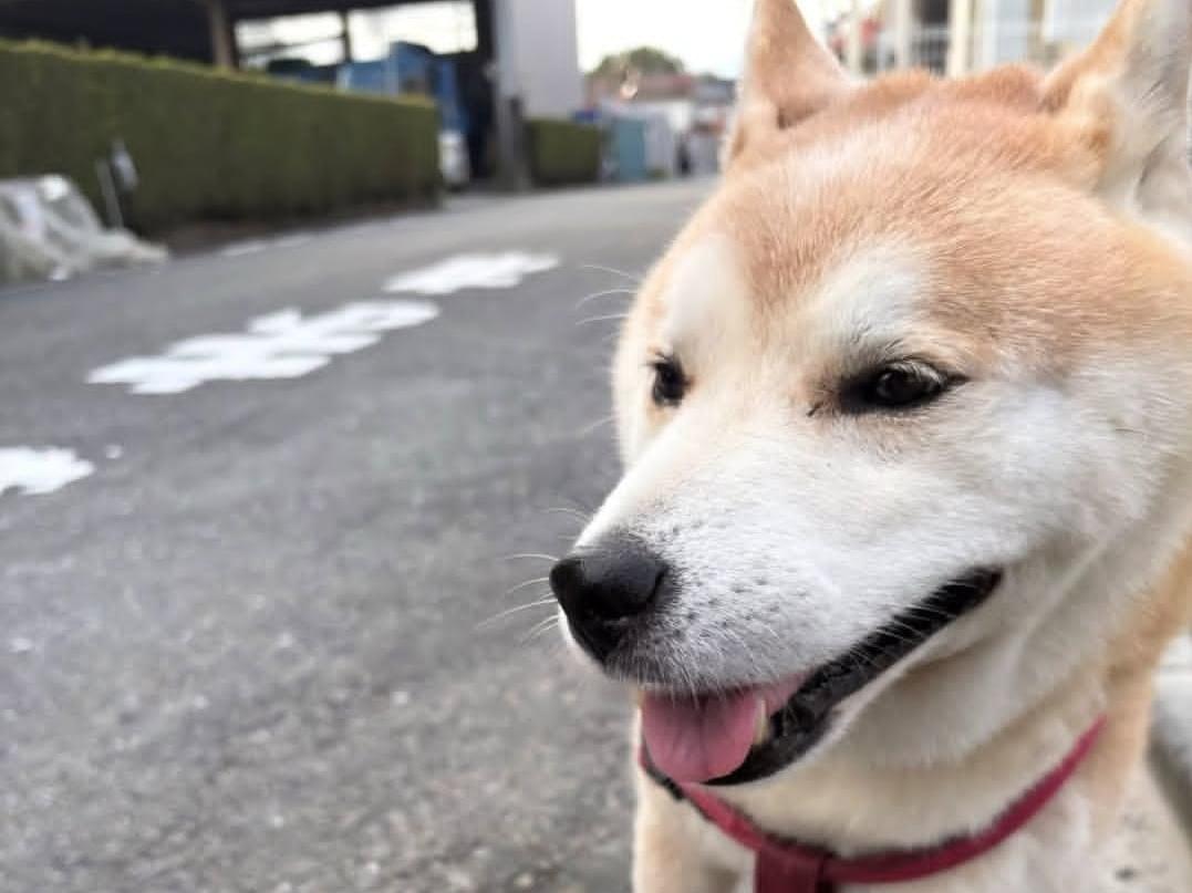 目撃された犬